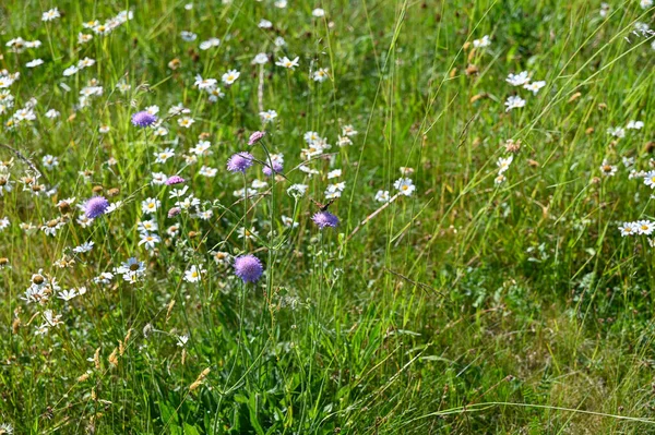 白と紫の花と蝶と緑の夏の牧草地 — ストック写真