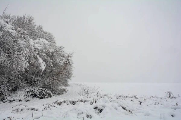 Bir ağaç ve bol karlı kışın manzarası