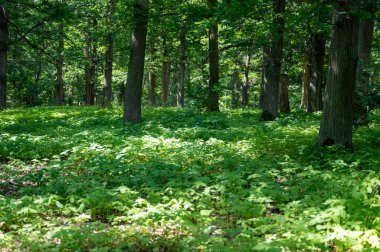 Güneş ağaçların arasından parlıyor, yeşil bir ön cephede ve yerde bir sürü yeşil bitki var.