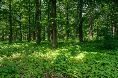 Güneş ağaçların arasından parlıyor, yeşil bir ön cephede ve yerde bir sürü yeşil bitki var.