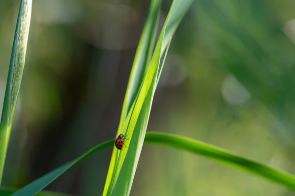 Ladybird Coccinellidae Planta Natureza Verde Com Muitos Espaço Cópia — Fotografia de Stock