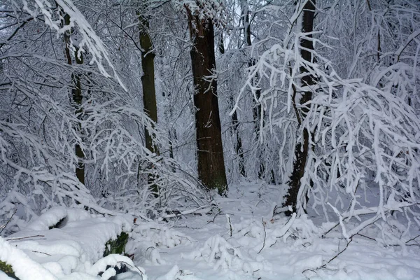 Uma Floresta Inverno Com Muita Neve — Fotografia de Stock