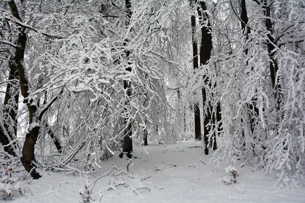 Árboles Bosque Invierno Con Mucha Nieve —  Fotos de Stock