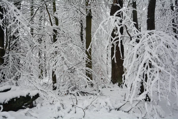 冬天森林里的树 雪下得很大 — 图库照片
