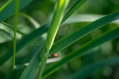 Ladybird (Coccinellidae) bitkinin yeşil doğası ve birçok kopyasına sahip Ladybird (Coccinellidae) bitkisinin yeşil doğası ve birçok kopya alanı vardır.