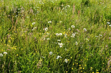 Doğada bir sürü papatya olan yeşil çayır.