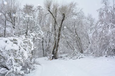 Kışın ormandaki ağaçlar çok karlı.