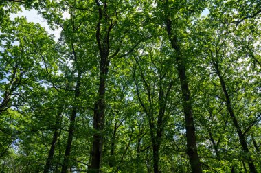 Yüksek Rhn, Hesse, Almanya 'daki kırmızı bataklıkta bulunan Karpat huş ağacı (Betula carpatica)