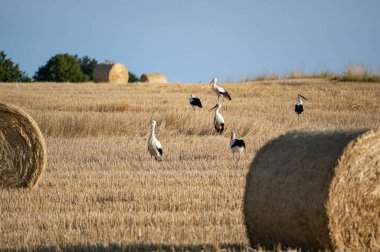 Beyaz leylekler (Ciconia ciconia) mavi gökyüzü ile hasat edilmiş bir alanda saman balyaları arasında