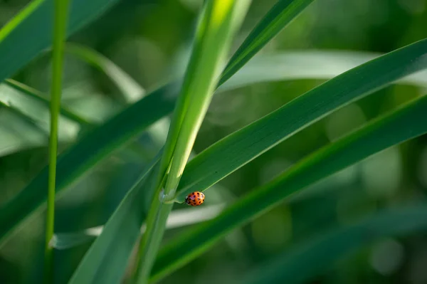 Ladybird Coccinellidae Plant Green Nature Many Copy Space Ladybird Coccinellidae — Stock Photo, Image
