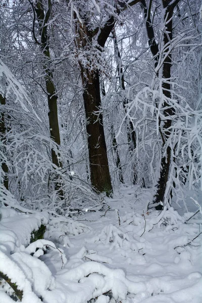 Kışın Çok Karlı Bir Orman — Stok fotoğraf