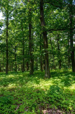 Güneş ağaçların arasından parlıyor, yeşil bir ön cephede ve yerde bir sürü yeşil bitki var.
