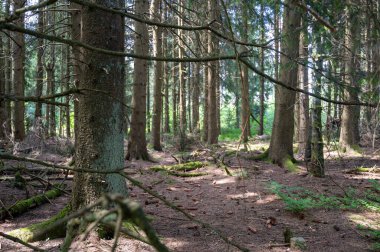 Gün ışığında ormanda çıplak ağaçlar.