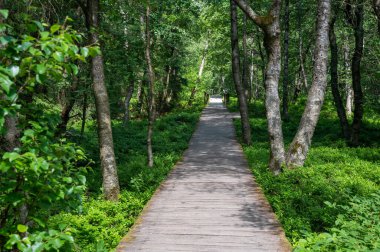 Yüksek Rhn, Hesse, Almanya 'daki kırmızı bataklıkta bulunan Karpat huş ağacı (Betula carpatica)