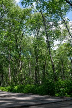 Carpathian huş ağacı (Betula carpatica) yüksek Rhoen, Hesse, Almanya 'daki kırmızı bataklıkta