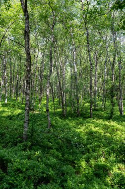 Carpathian huş ağacı (Betula carpatica) yüksek Rhoen, Hesse, Almanya 'daki kırmızı bataklıkta