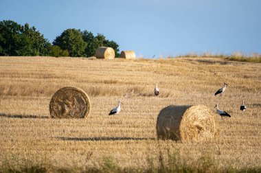 Beyaz leylekler (Ciconia ciconia) mavi gökyüzü ile hasat edilmiş bir alanda saman balyaları arasında