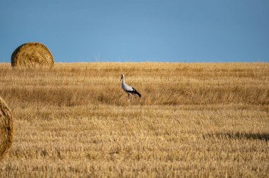 Beyaz bir leylek (Ciconia ciconia) mavi gökyüzü ile hasat edilmiş bir tarlada saman balyasının arasında duruyor.