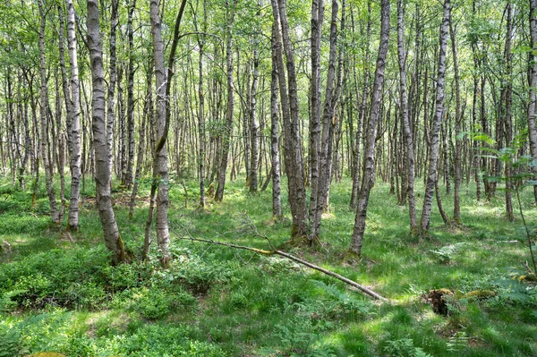 Karpaten Birkenwald Betula Carpatica Rotmoor Der Hohen Rhön Hessen Deutschland — Stockfoto
