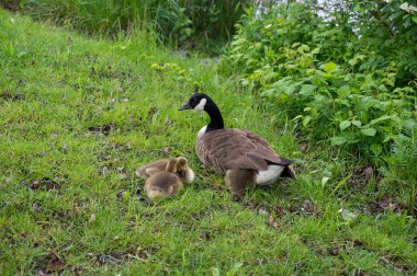 Kanada kazları (Branta canadensis) yabani otların içinde bir kaz ile civciv