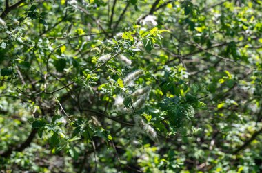 Beyaz çiçekli yeşil bir ağacın dalları