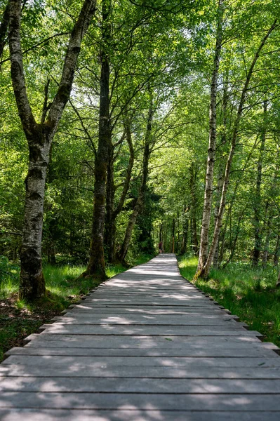 stock image Black moor in the Rhoen, Bavaria, Germany,  with a new moor path