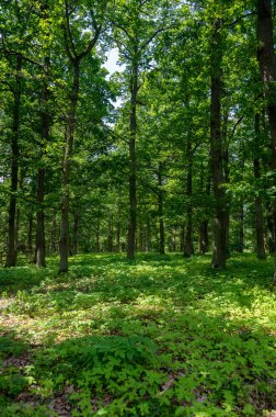 Güneş ağaçların arasından parlıyor, yeşil bir ön cephede ve yerde bir sürü yeşil bitki var.