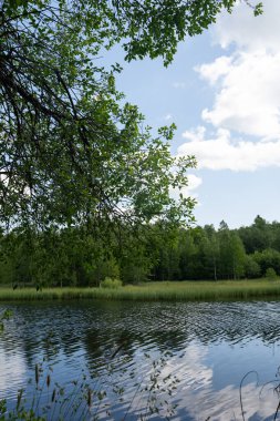 Önünde ağaç olan yeşil bir göl.
