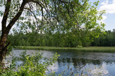 Yeşil doğada göl. Önünde bulanık bir ağaç var.