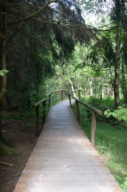 Carpathian huş ağacı (Betula carpatica) ormanı, yüksek Rhoen, Hesse, Almanya 'daki kırmızı kırlarda tahta yaya köprüsü.