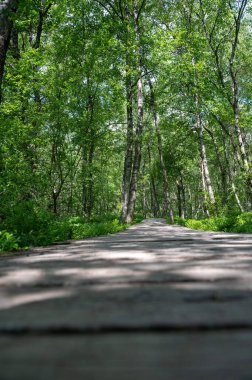 Carpathian huş ağacı (Betula carpatica) ormanı, yüksek Rhoen, Hesse, Almanya 'daki kırmızı kırlarda tahta yaya köprüsü.