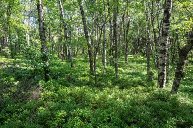 Carpathian huş ağacı (Betula carpatica) ormanı, yüksek Rhoen, Hesse, Almanya 'daki kırmızı kırlarda tahta yaya köprüsü.