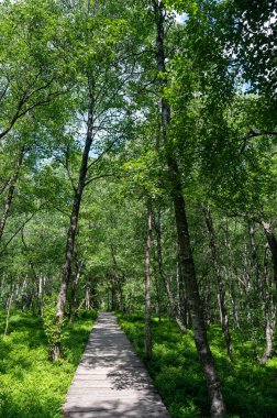 Carpathian huş ağacı (Betula carpatica) ormanı, yüksek Rhoen, Hesse, Almanya 'daki kırmızı kırlarda tahta yaya köprüsü.