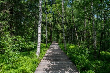 Carpathian huş ağacı (Betula carpatica) ormanı, yüksek Rhoen, Hesse, Almanya 'daki kırmızı kırlarda tahta yaya köprüsü.