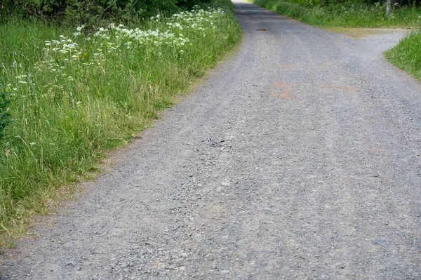 Gravel path with green meadow, flowers and a little bird on the way