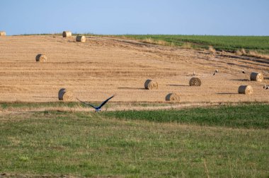 Beyaz leylekler (Ciconia ciconia) mavi gökyüzü ile hasat edilmiş bir alanda saman balyaları arasında