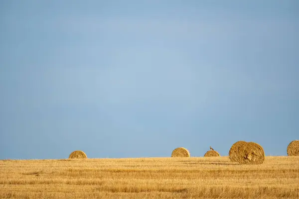 地平線と青空で収穫された畑のストローベール — ストック写真