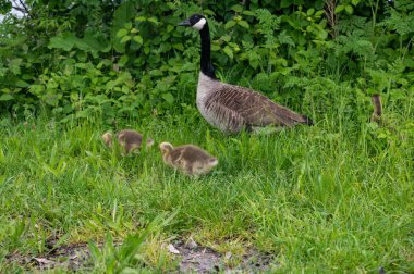Kanada kazları (Branta canadensis) yabani otların içinde bir kaz ile civciv