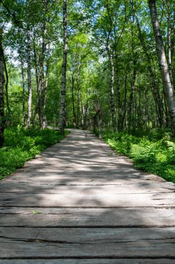 Ağaçları olan çiçek çayırı, küçük toprak bir yol ve yüksek Roehn 'de mavi gökyüzü, Bavyera, Almanya