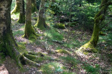 Ormandaki ağaçlar yeşil yosun ile kaplanmış.