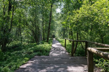 Ağaçları olan çiçek çayırları, küçük toprak bir yol ve yüksek Rhoen, Bavyera, Almanya 'da mavi gökyüzü.