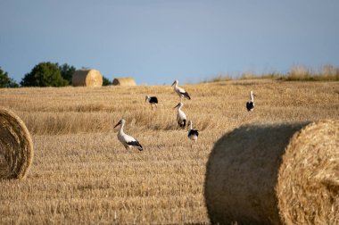 Beyaz leylekler (Ciconia ciconia) mavi gökyüzü ile hasat edilmiş bir alanda saman balyaları arasında