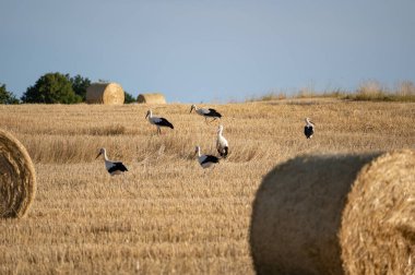 Beyaz leylekler (Ciconia ciconia) mavi gökyüzü ile hasat edilmiş bir alanda saman balyaları arasında