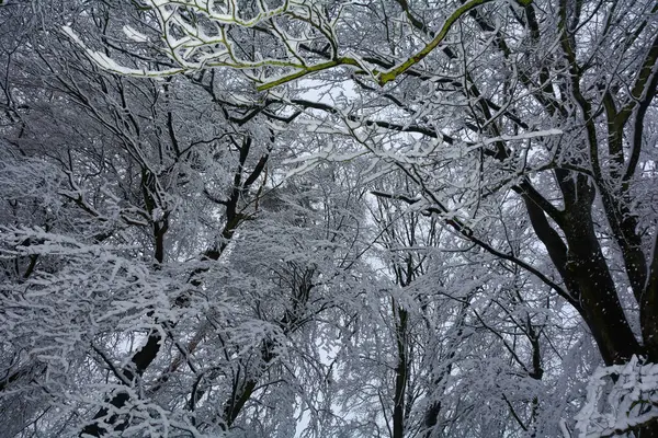 Looking Treetops Forest Winter Lots Snow — Stock Photo, Image