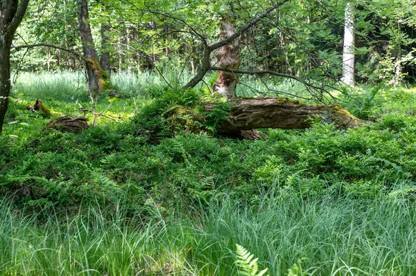 Végétation Verte Dans Une Forêt Dans Tourbière Rouge Haut Rhoen — Photo