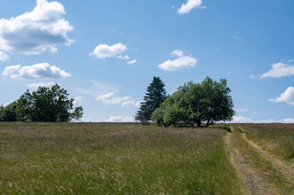 Зеленый пейзаж с грунтовой дорогой, деревьями и голубым небом