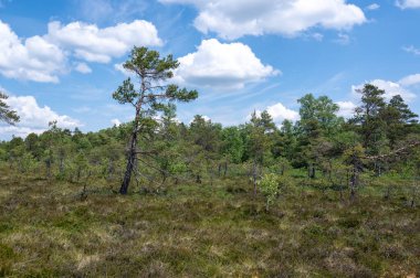 Yüksek Rhoen, Hesse, Almanya 'da kırmızı bataklıkta kalp şeklinde çıplak bir ağaç bulunan Birch Ormanı