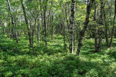 Yüksek Rhoen, Hesse, Almanya 'da kırmızı bataklıkta kalp şeklinde çıplak bir ağaç bulunan Birch Ormanı