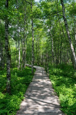 Yüksek Rhoen, Hesse, Almanya 'da kırmızı bataklıkta kalp şeklinde çıplak bir ağaç bulunan Birch Ormanı