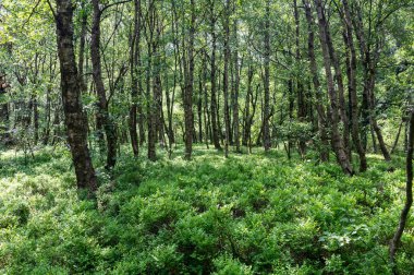 Yüksek Rhoen, Hesse, Almanya 'da kırmızı bataklıkta kalp şeklinde çıplak bir ağaç bulunan Birch Ormanı